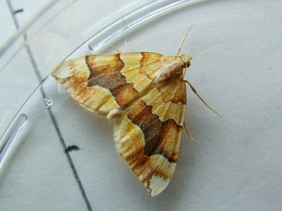 Barred Yellow